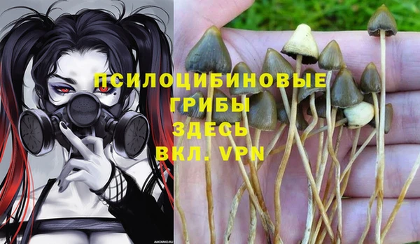 сатива Магадан